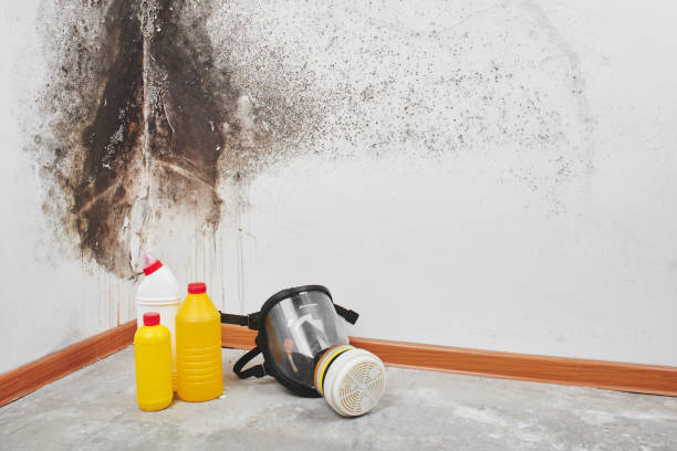 Best Mold Damage Repair  in Parlier, CA