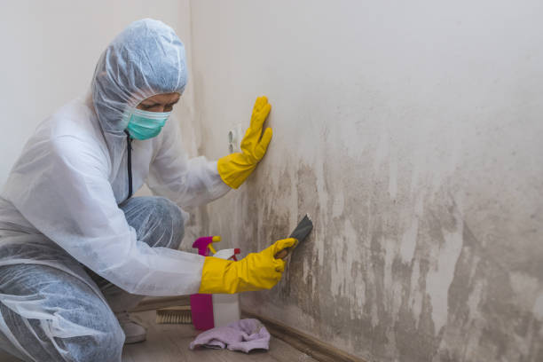 Mold Testing and Removal in Parlier, CA
