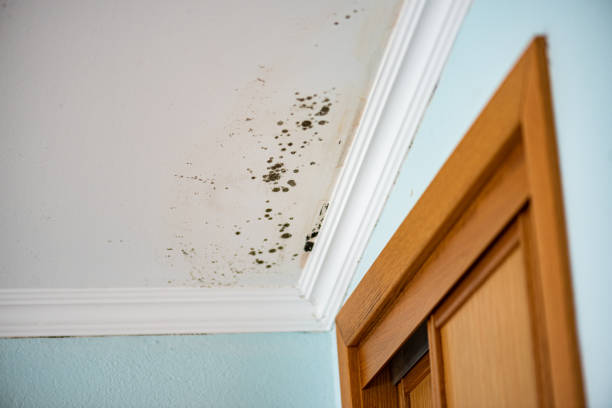 Best Mold Testing and Removal  in Parlier, CA