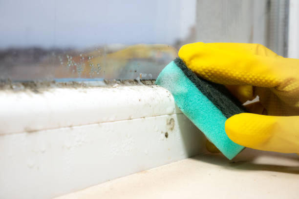 Best Professional Mold Removal  in Parlier, CA