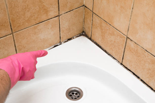 Best Mold Inspection  in Parlier, CA
